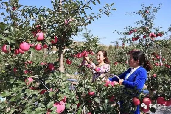 甘肅靈臺縣：蘋果紅了，果農(nóng)的錢袋子鼓了